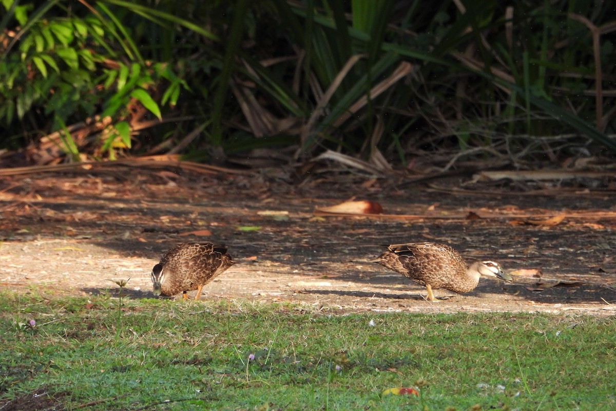 Ebird Checklist Sep Cairns Botanical Gardens And Centenary