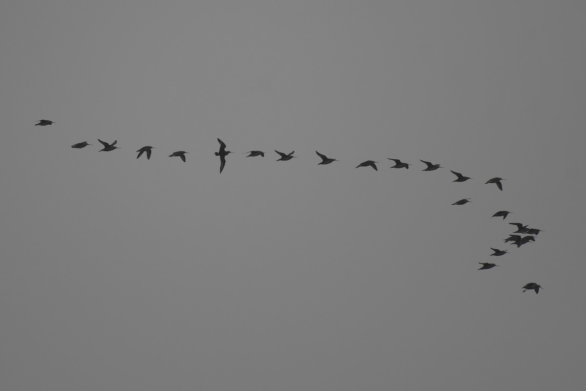 Hudsonian Godwit - ML608418178