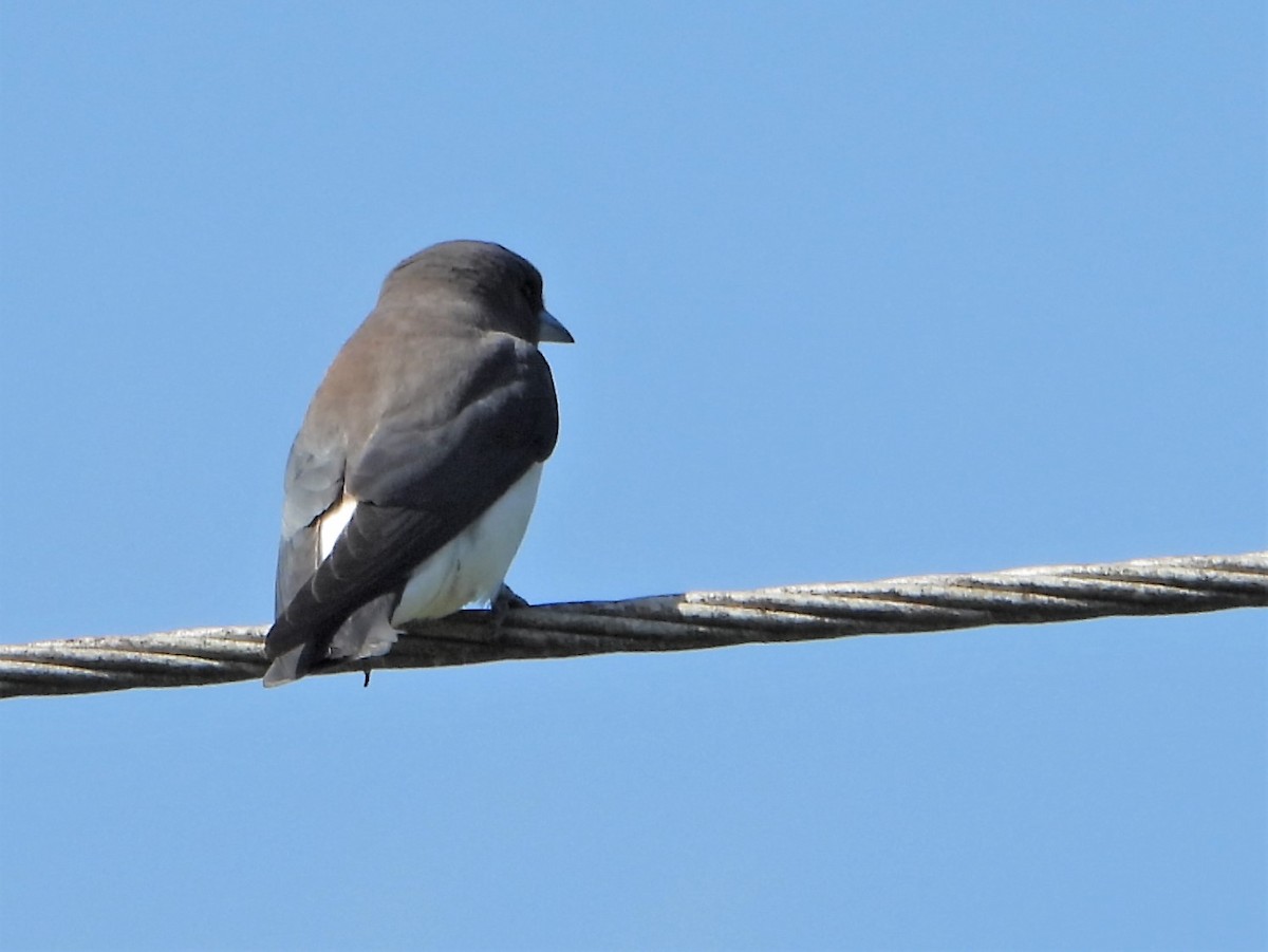 White-breasted Woodswallow - ML608418351