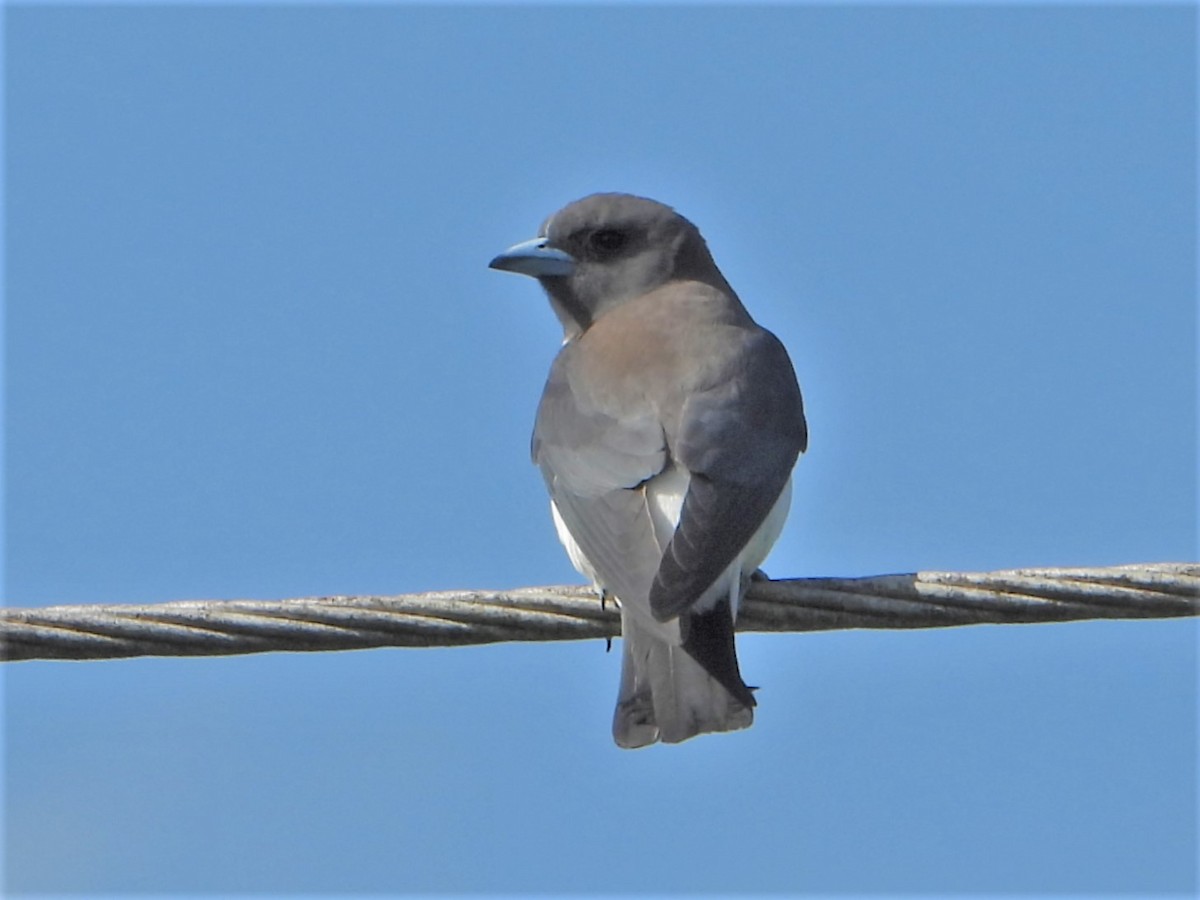 White-breasted Woodswallow - ML608418352