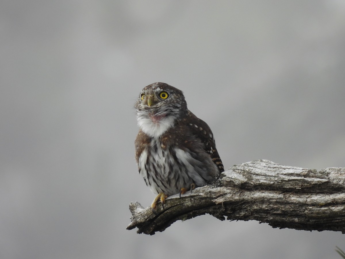 Northern Pygmy-Owl - ML608418387