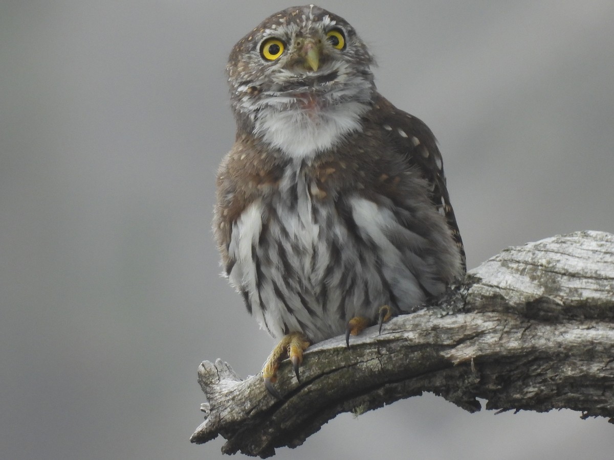 Northern Pygmy-Owl - Jesús Contreras