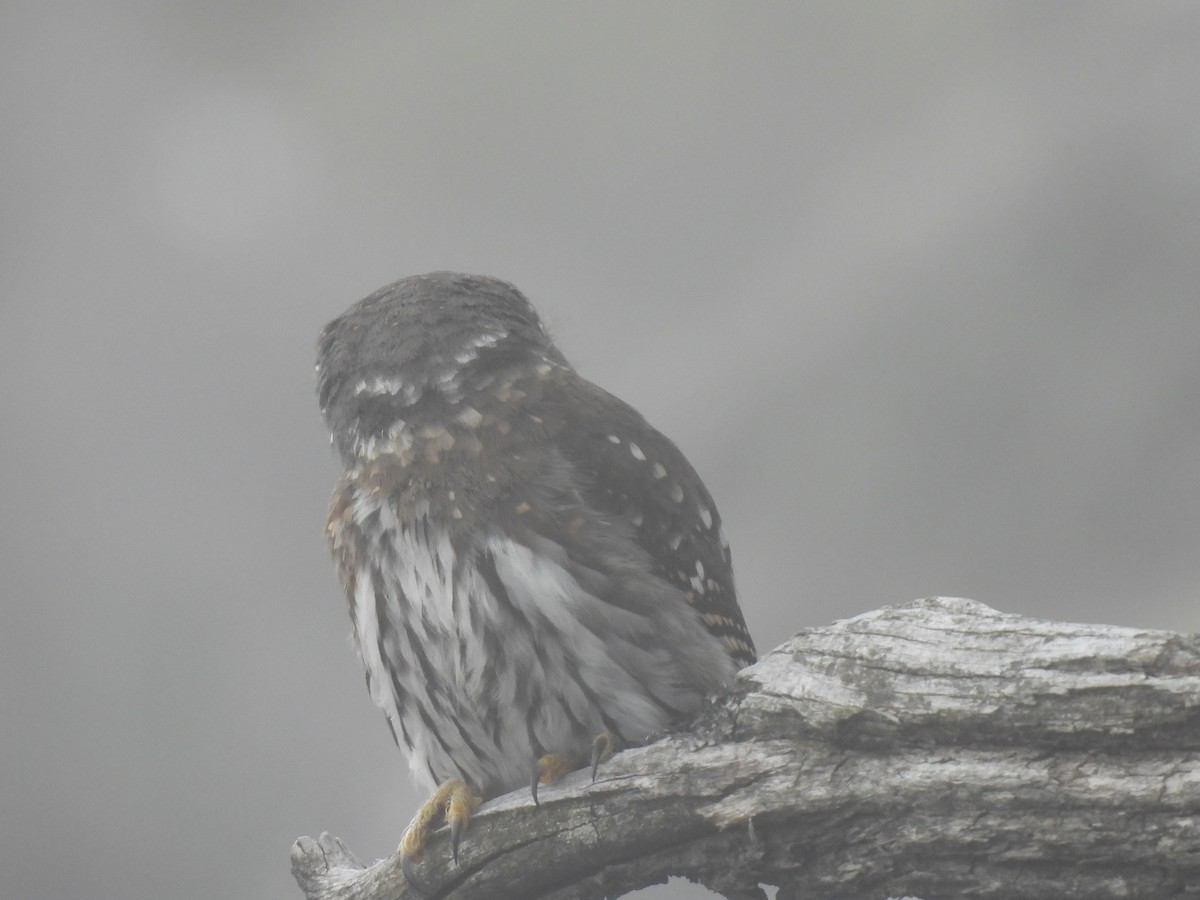 Northern Pygmy-Owl - ML608418393