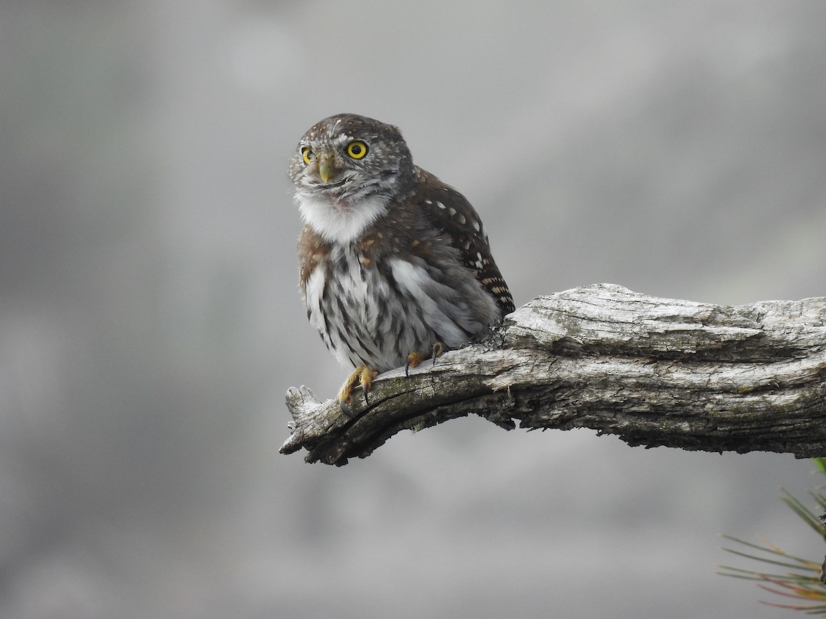 Northern Pygmy-Owl - ML608418396