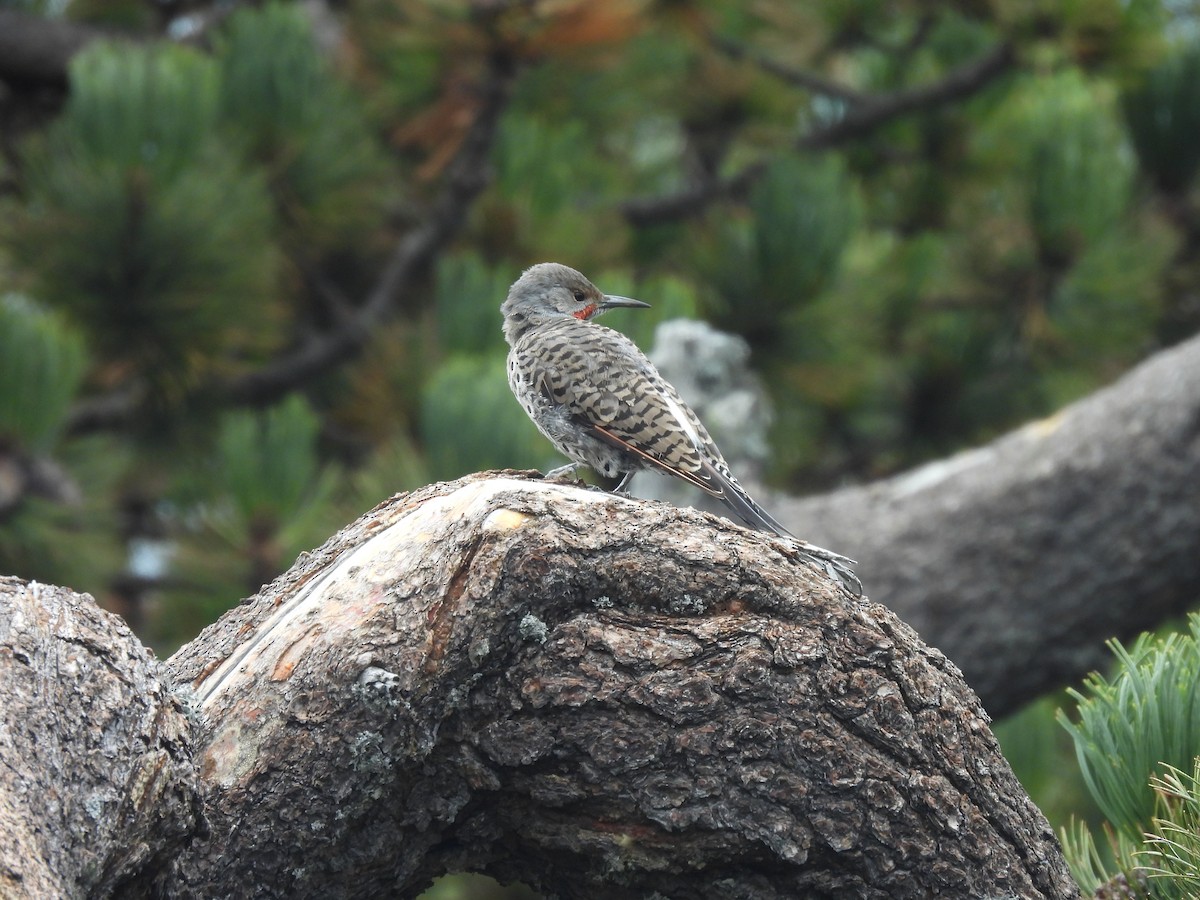 Northern Flicker (Red-shafted) - ML608418498