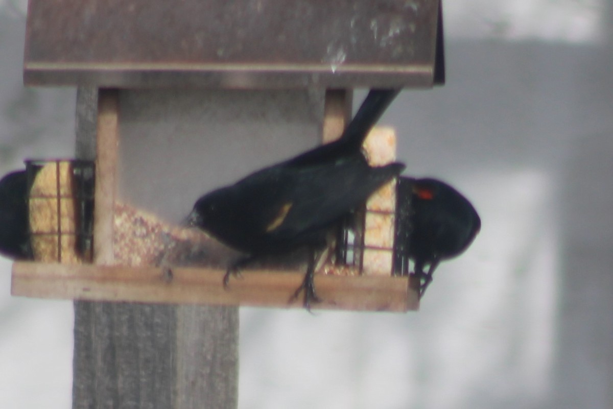Red-winged Blackbird (Red-winged) - ML608418608