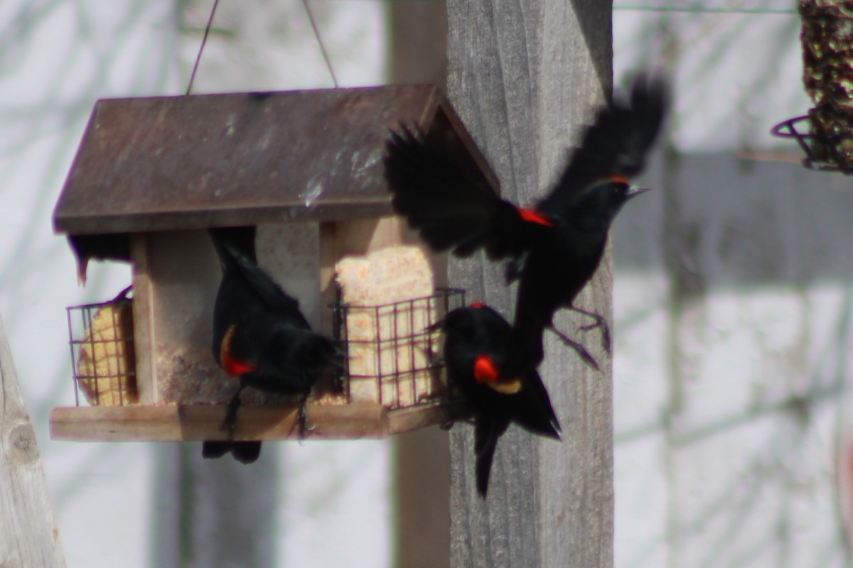 Red-winged Blackbird (Red-winged) - ML608418614