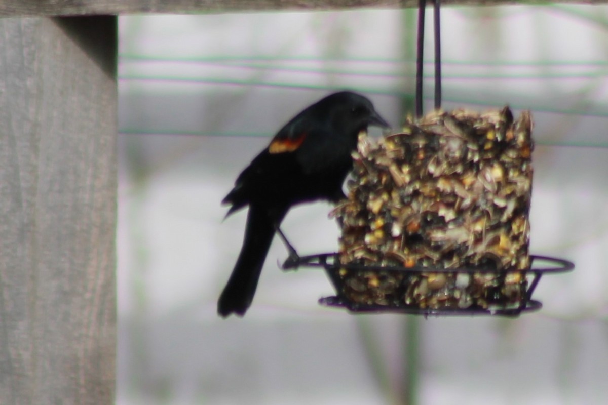 Red-winged Blackbird (Red-winged) - ML608418615