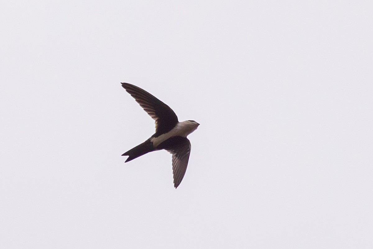 White-throated Swift - ML608418725