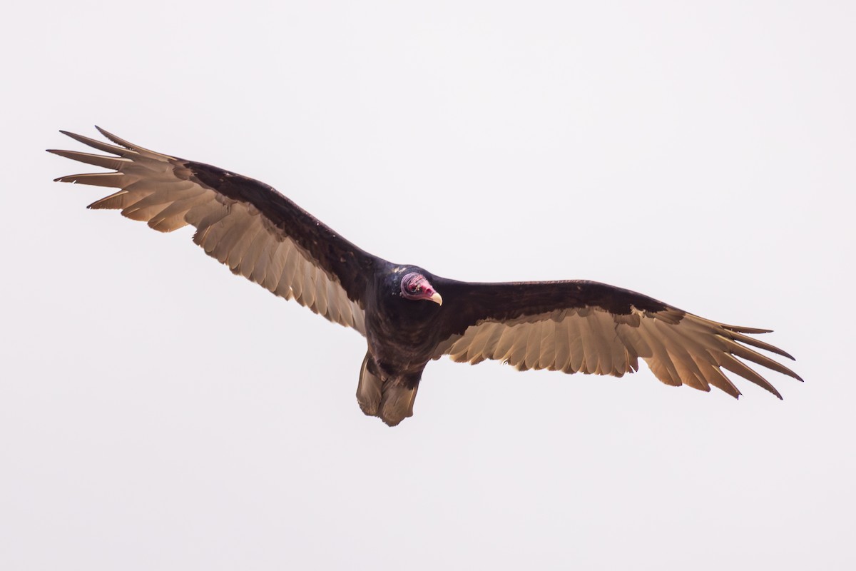 Turkey Vulture - ML608418738