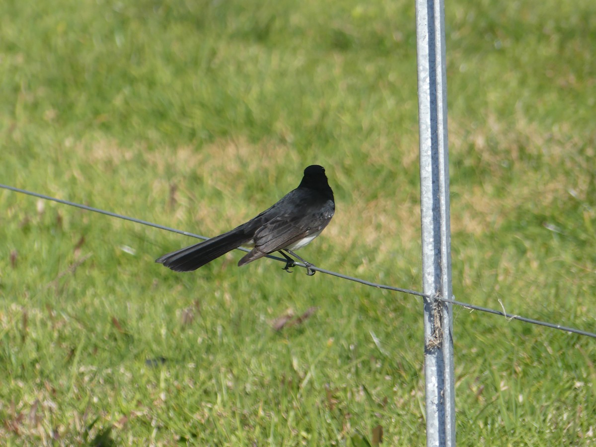 Willie-wagtail - ML608418815
