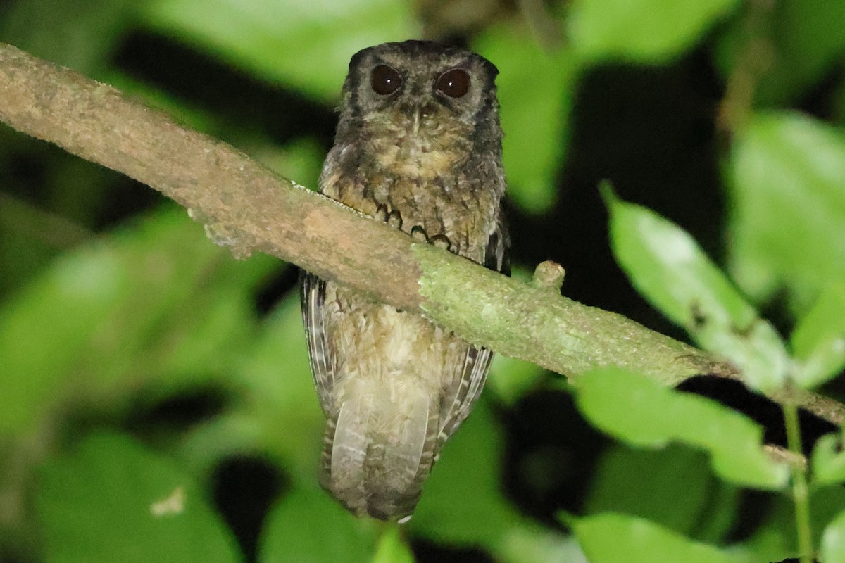 Tawny-bellied Screech-Owl (Austral) - ML608418970