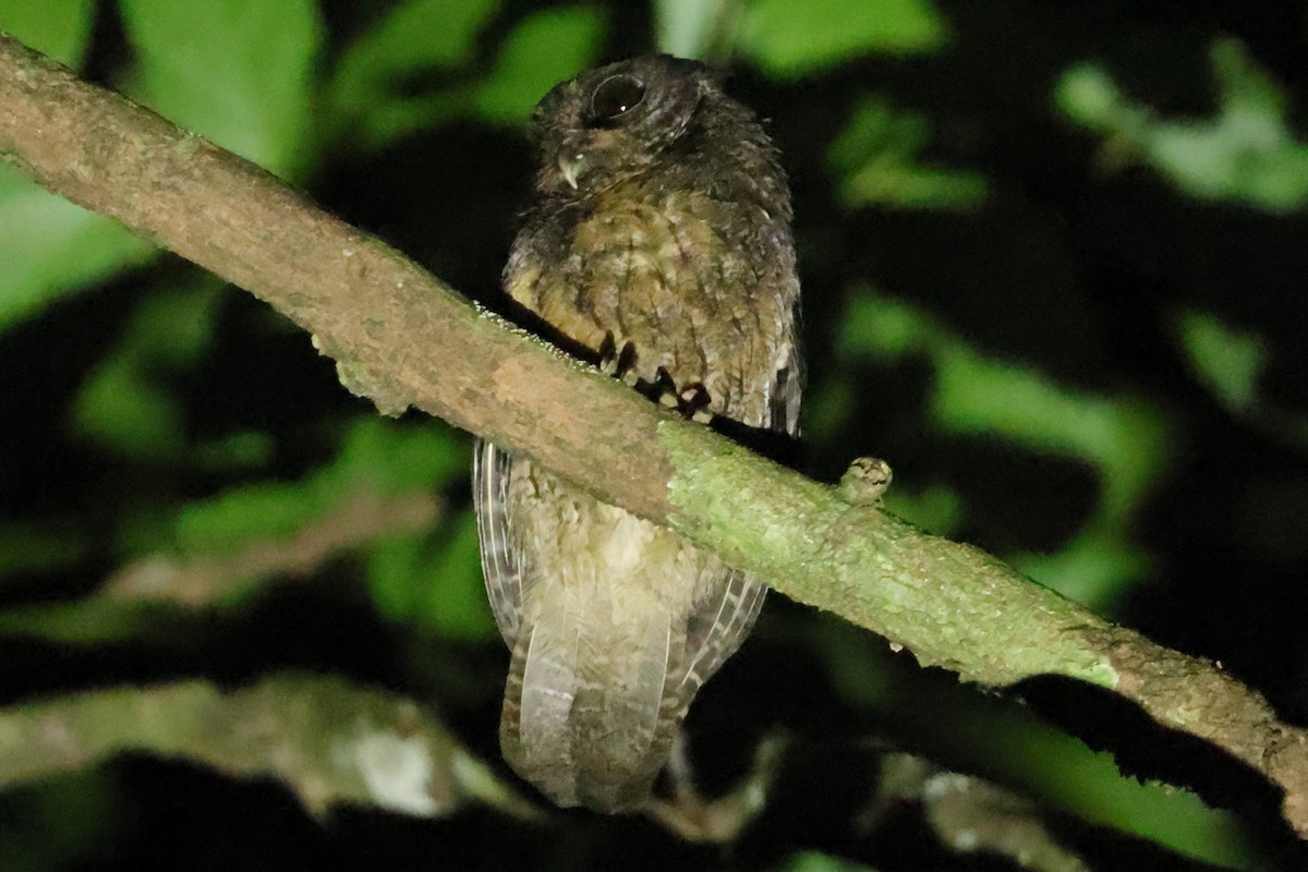 Tawny-bellied Screech-Owl (Austral) - ML608418972