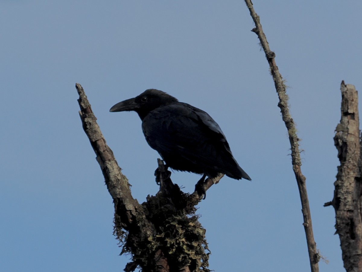 Common Raven - Paul Kinzer