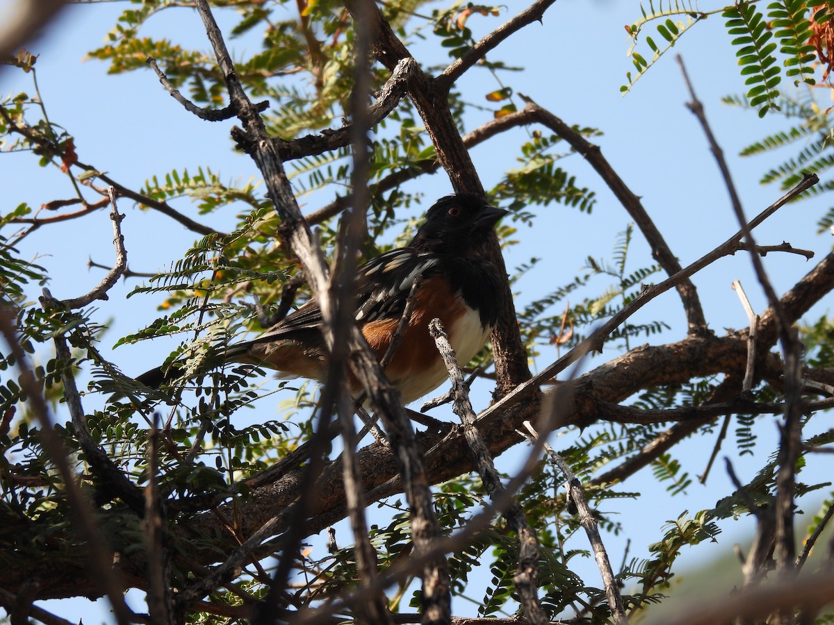 Spotted Towhee - ML608419246