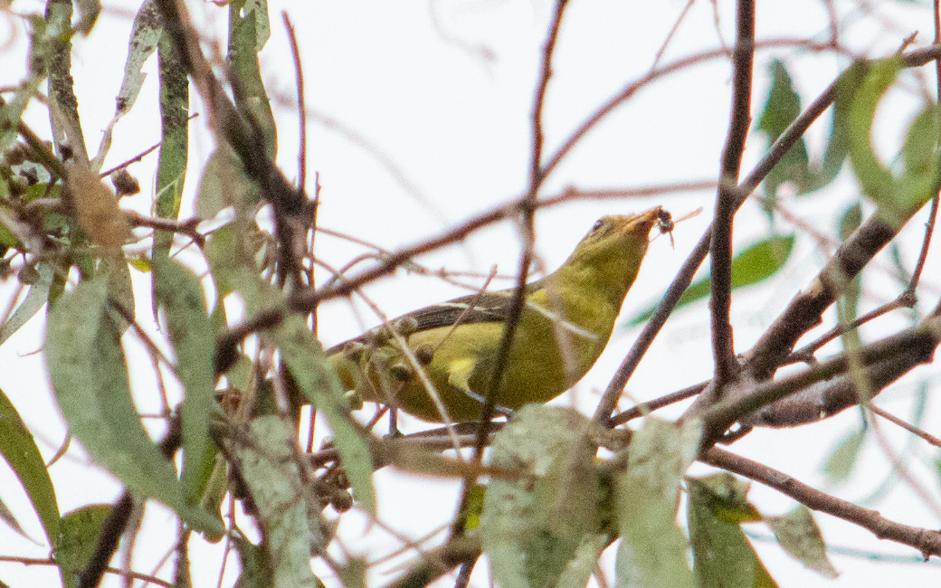 Western Tanager - ML608419398