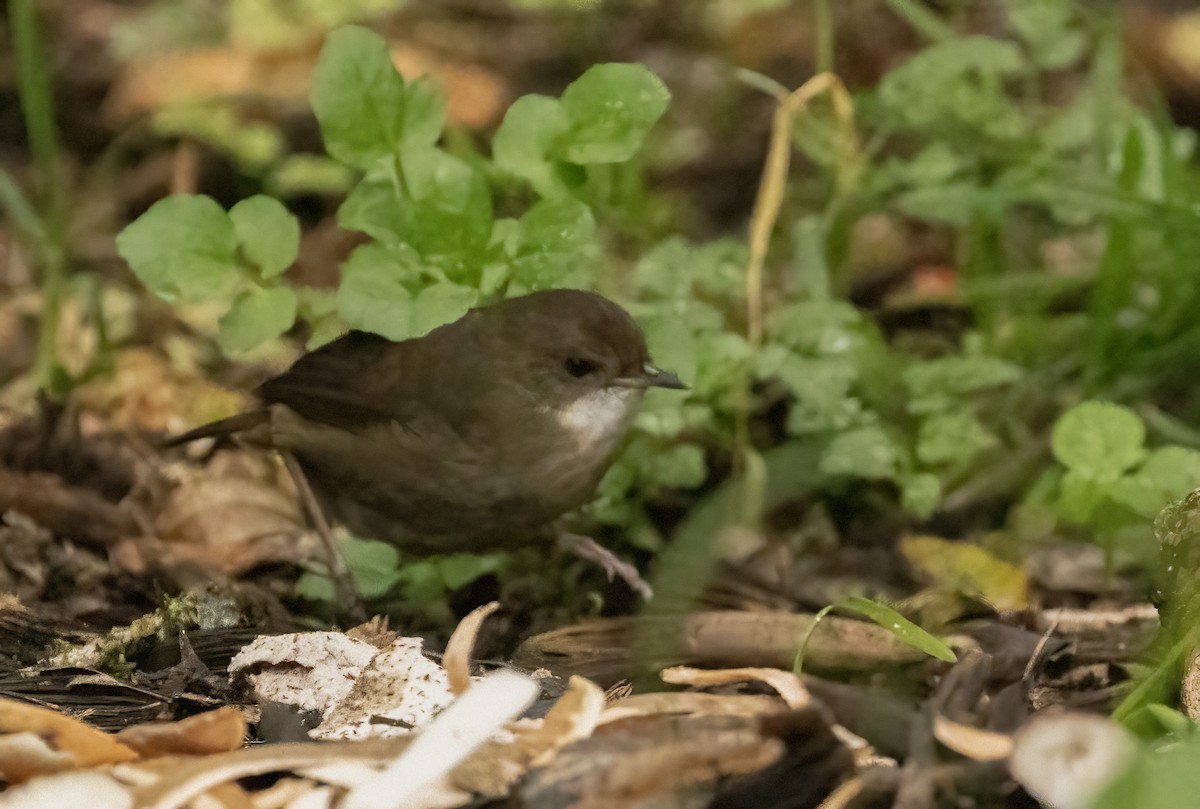 Mountain Mouse-Warbler - ML608420378