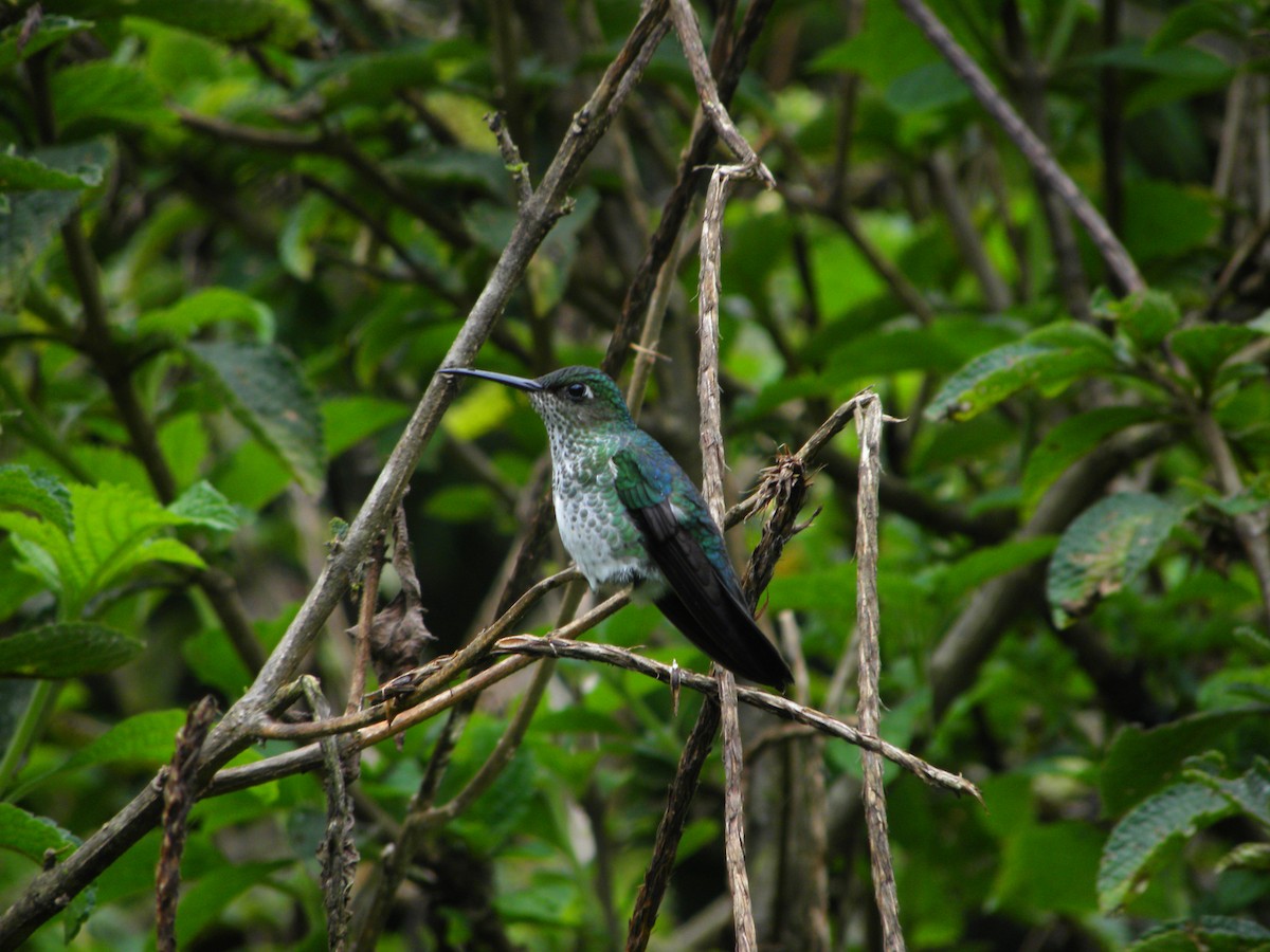 Many-spotted Hummingbird - ML608420842