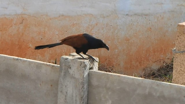 Greater Coucal - ML608421033