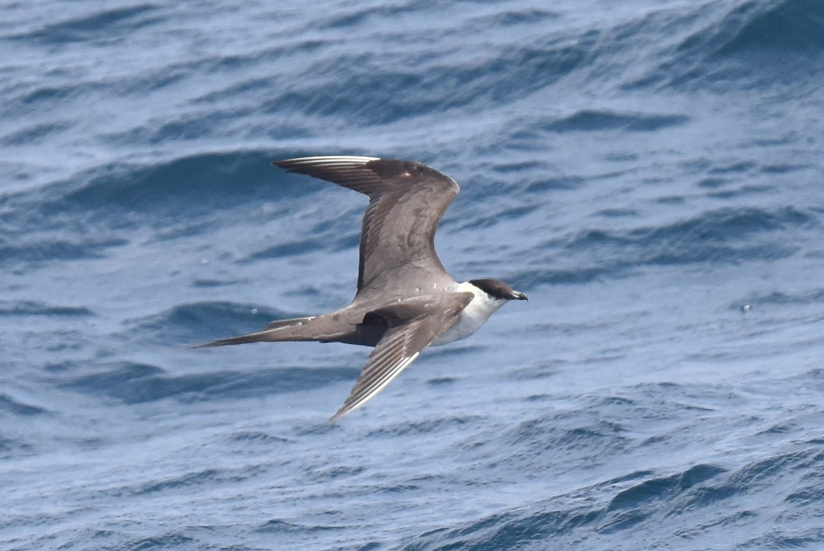 Long-tailed Jaeger - ML608421105