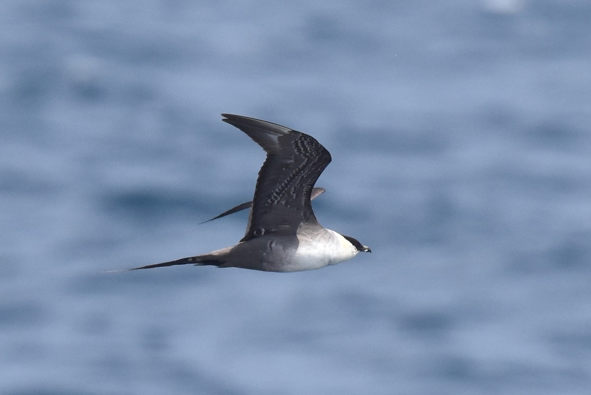 Long-tailed Jaeger - ML608421106