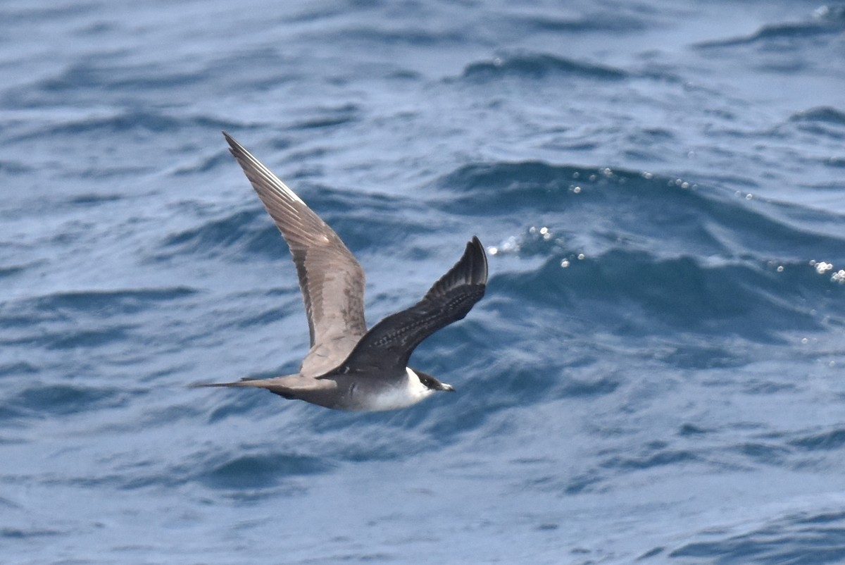 Long-tailed Jaeger - ML608421107