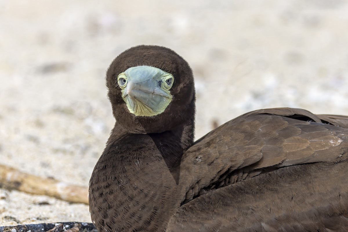 Brown Booby - ML608421187