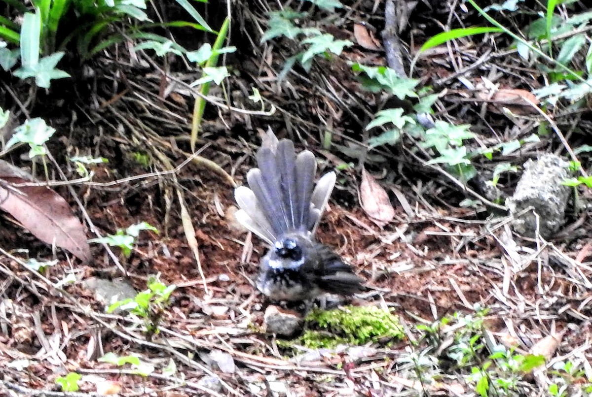 Spot-breasted Fantail - ML608421226