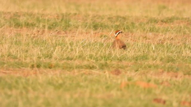 Indian Courser - ML608421317