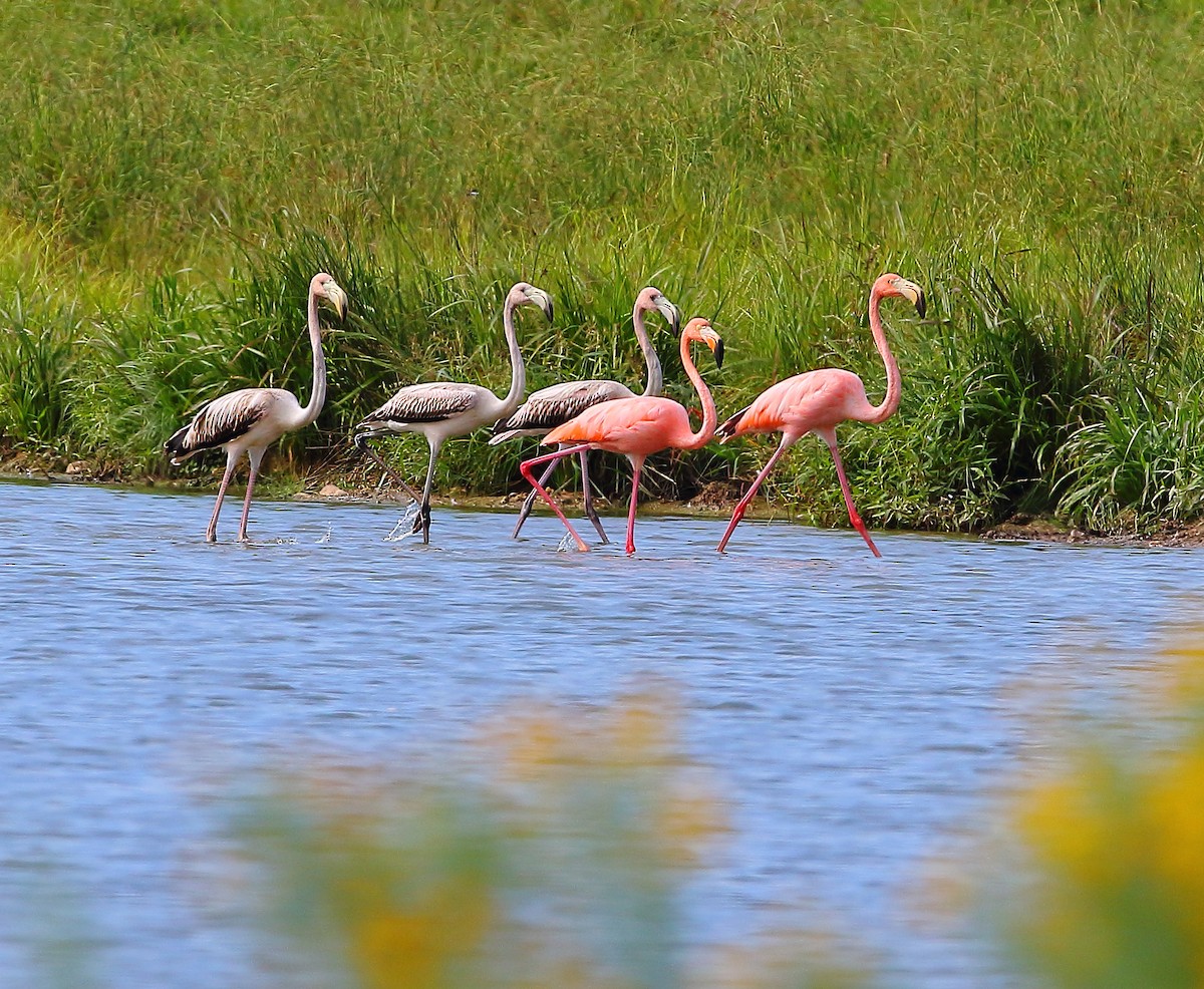 American Flamingo - Bala Chennupati