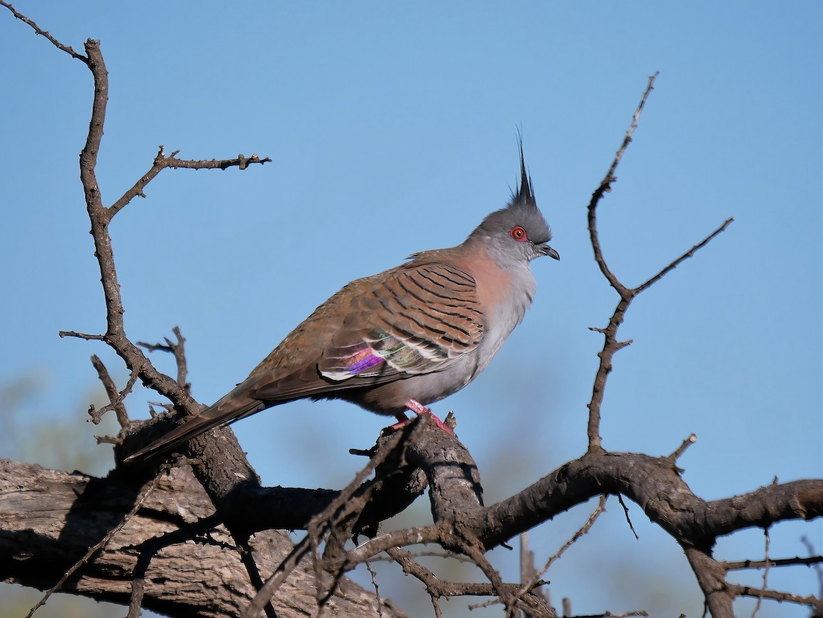 Crested Pigeon - ML608421432