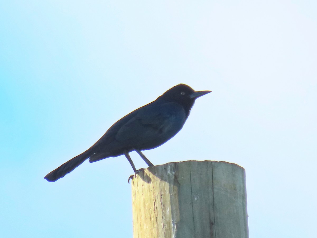 Boat-tailed Grackle - ML608421669