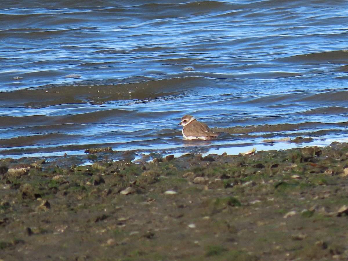 Semipalmated Plover - ML608421726