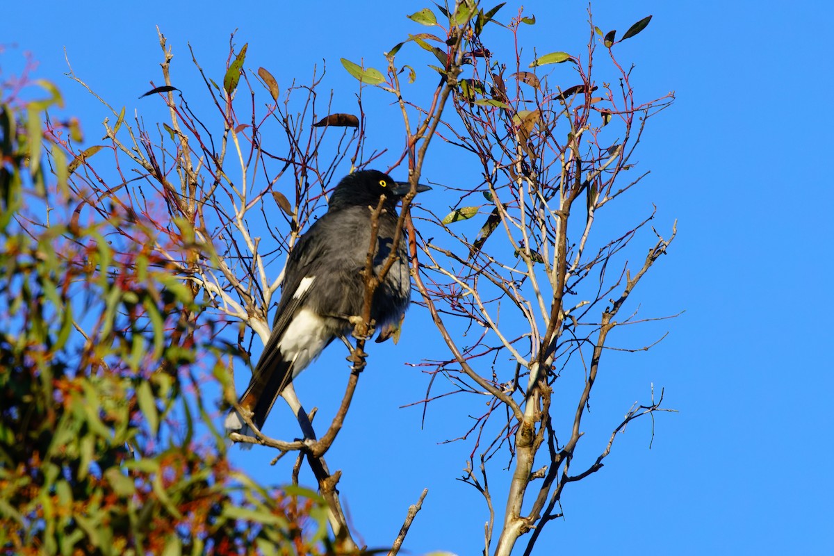 Pied Currawong - ML608421744