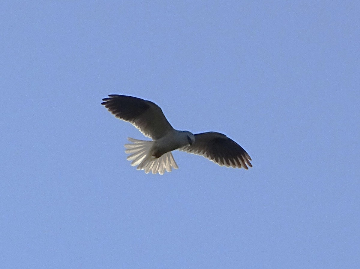 Black-shouldered Kite - ML608422772