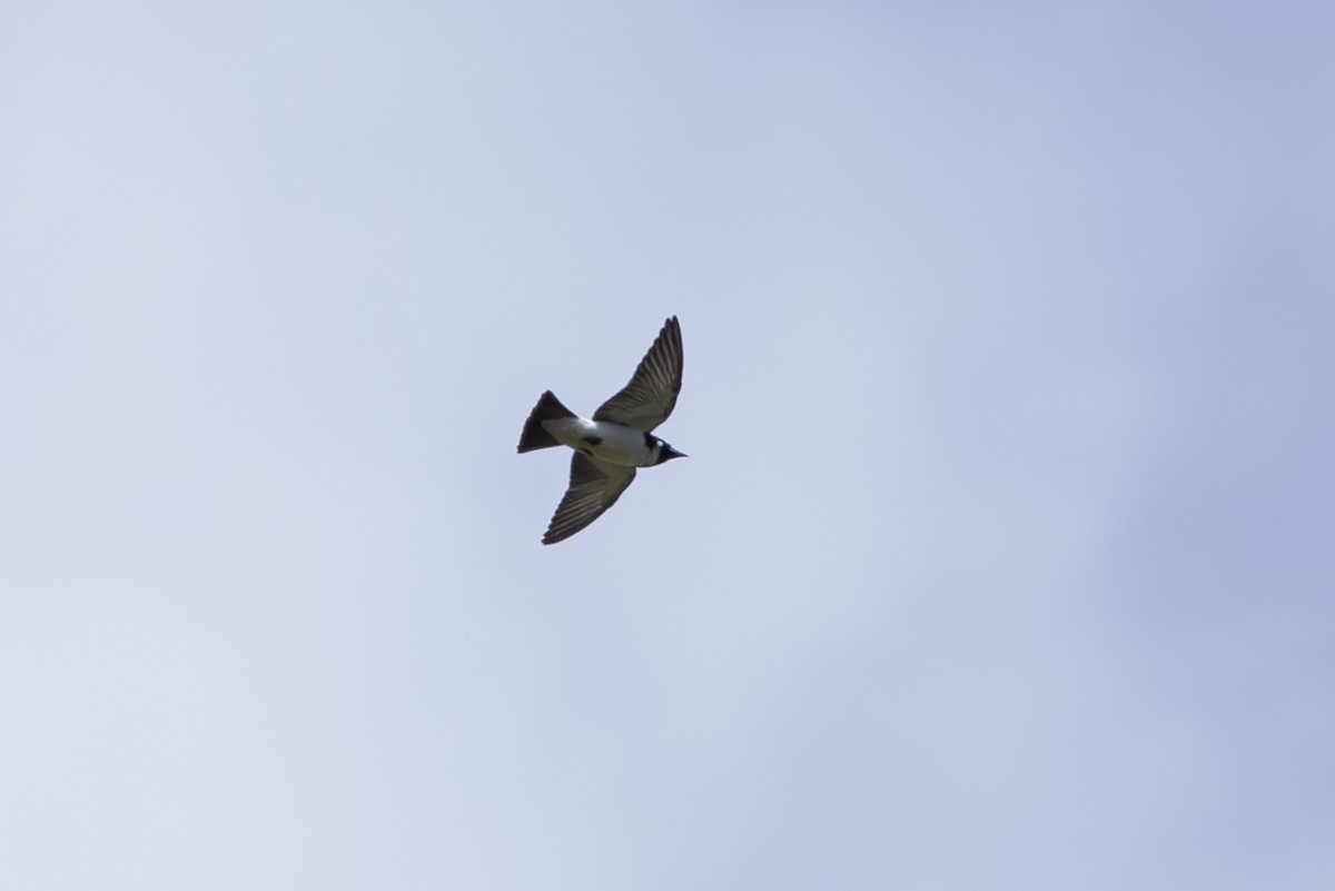 Fiji Woodswallow - ML608422914