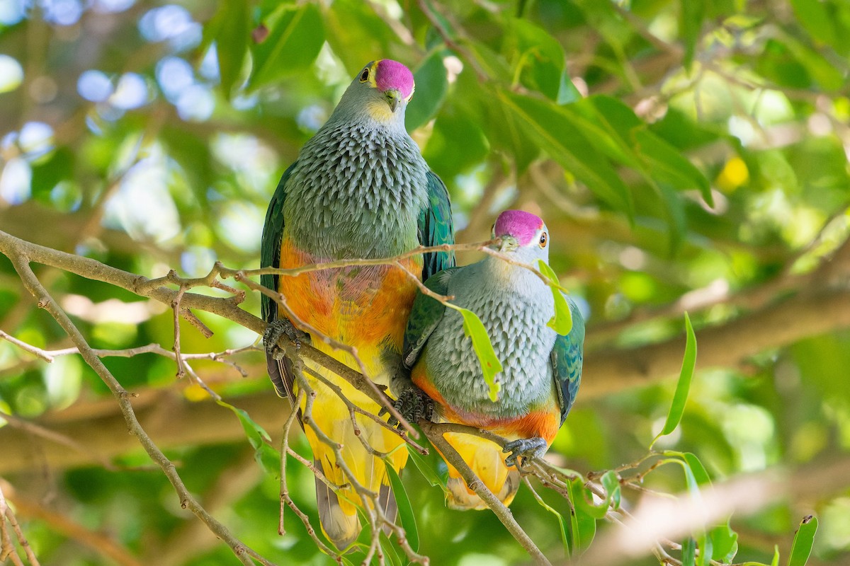 Rose-crowned Fruit-Dove - ML608423349