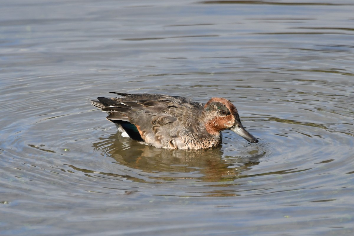Green-winged Teal - ML608423499