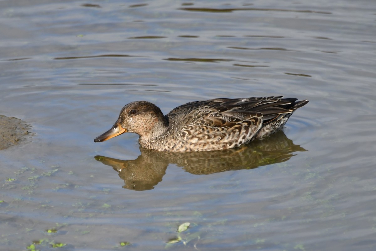 Green-winged Teal - ML608423501