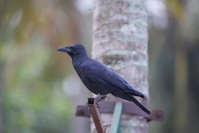 Large-billed Crow - eBird