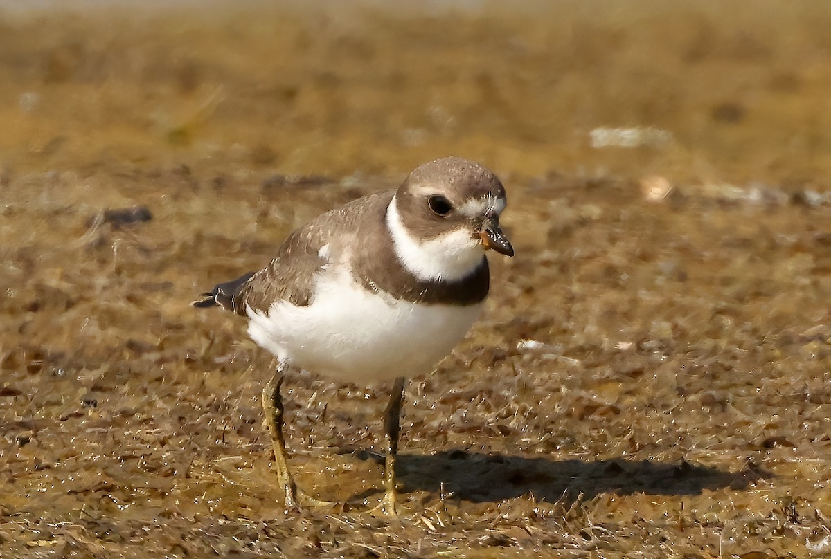 Semipalmated Plover - ML608424092