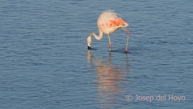 Chilean Flamingo - ML608424124