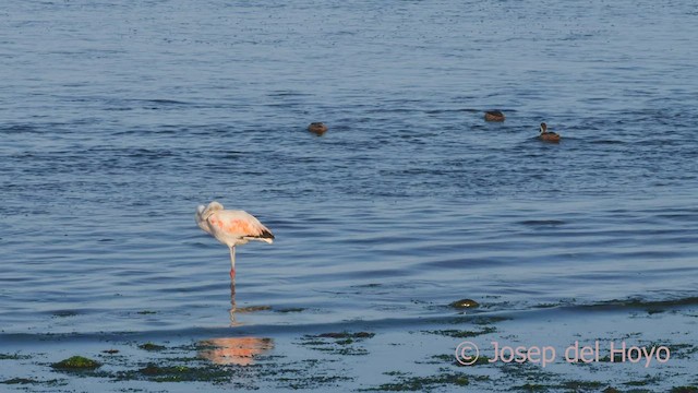 Chilean Flamingo - ML608424230
