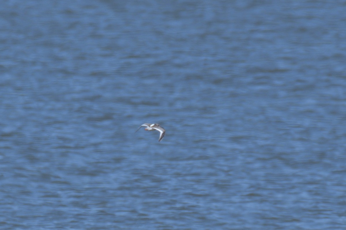 Common Redshank - ML608425801