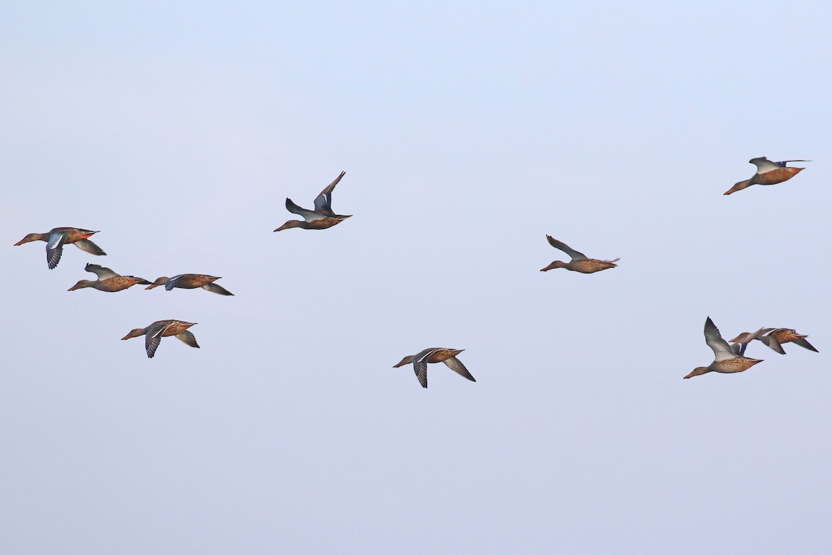 Ebird Checklist Sep Audenshaw Reservoirs Species