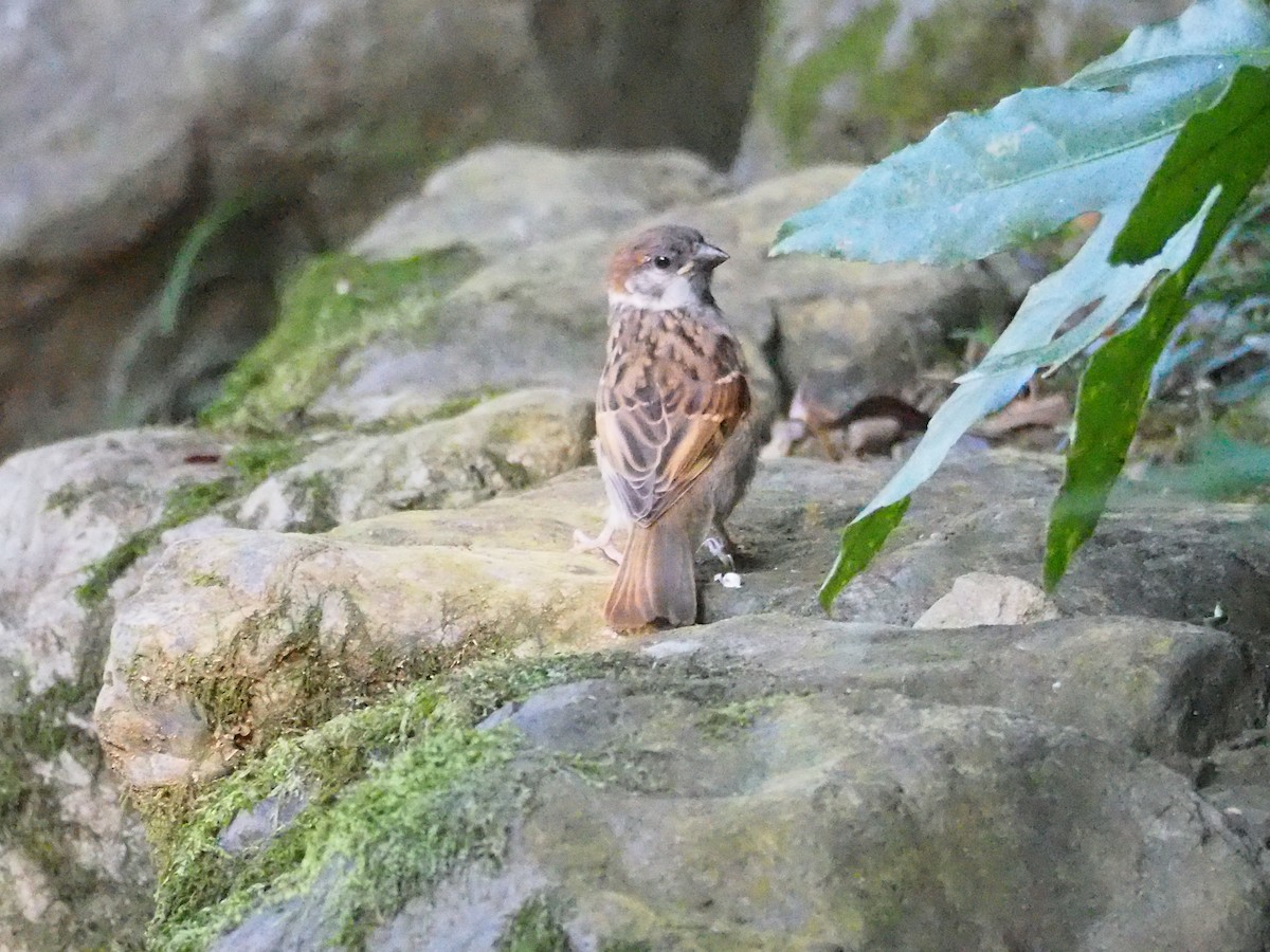 Eurasian Tree Sparrow - ML608426495