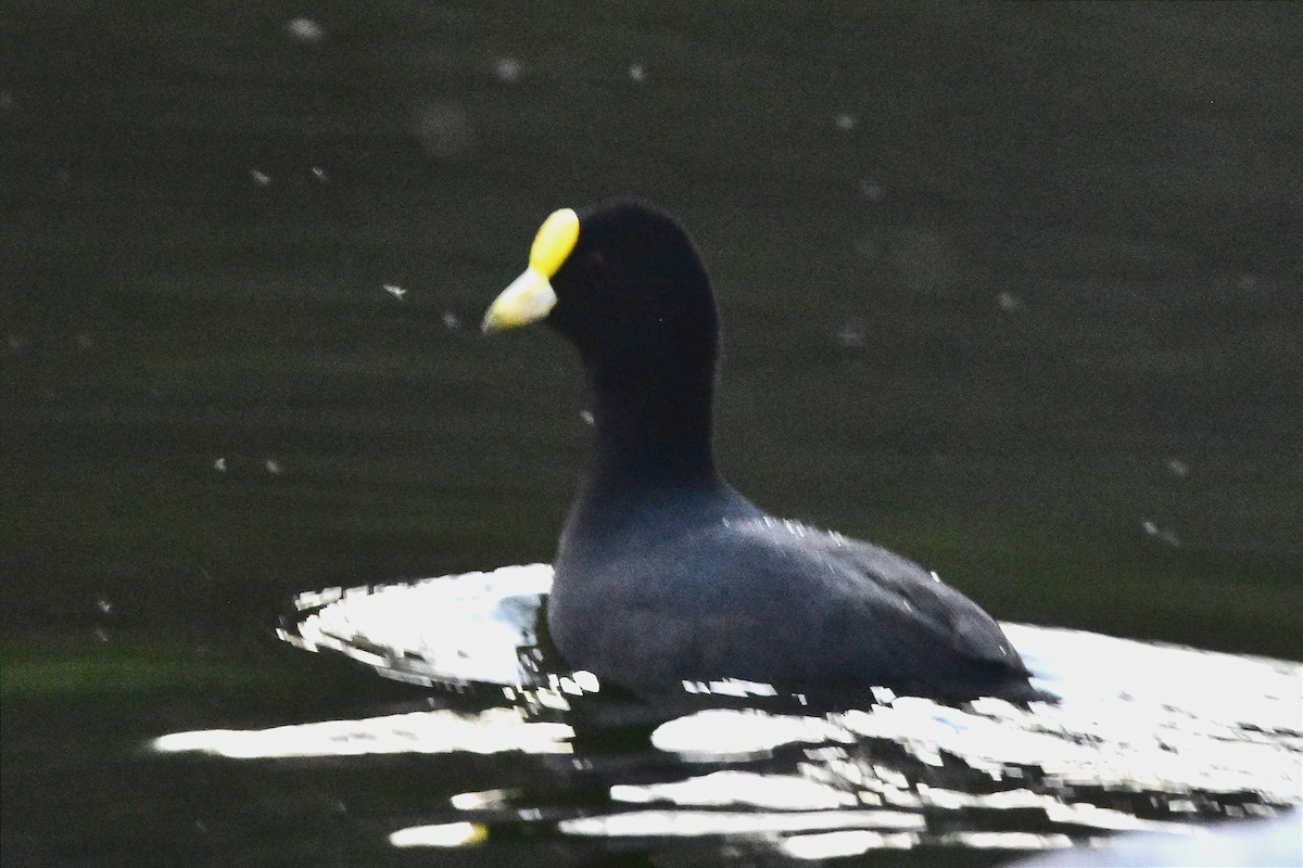 White-winged Coot - ML608426971