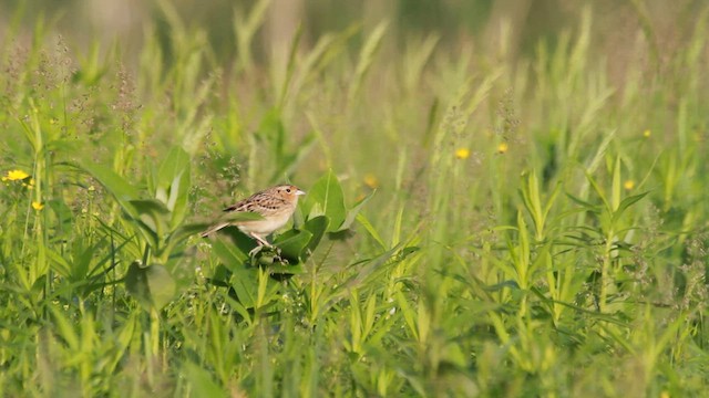 Grasshopper Sparrow - ML608427589