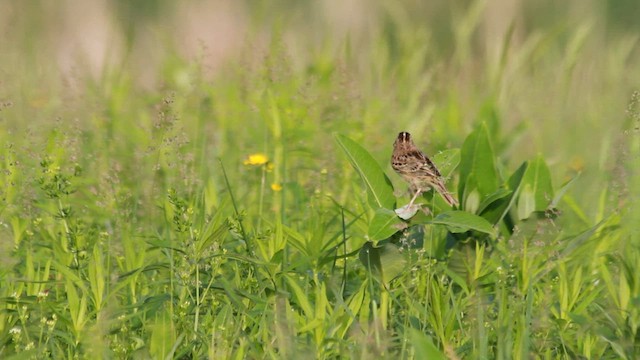 Grasshopper Sparrow - ML608427624