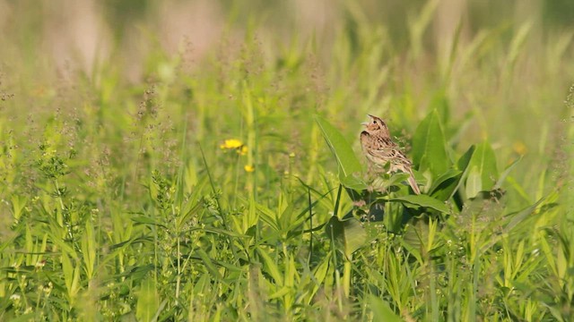 Grasshopper Sparrow - ML608427671